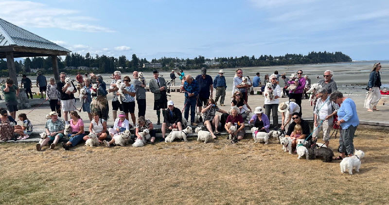 Nanaimo Westie Walk