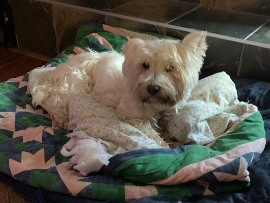 Basil !cid_ii_lctl3ovr2