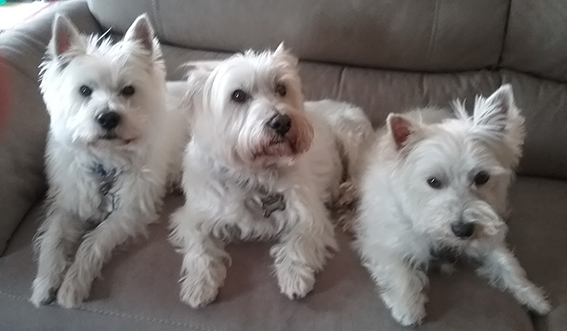 Basil 2.!cid_ii_lctl6bjj5