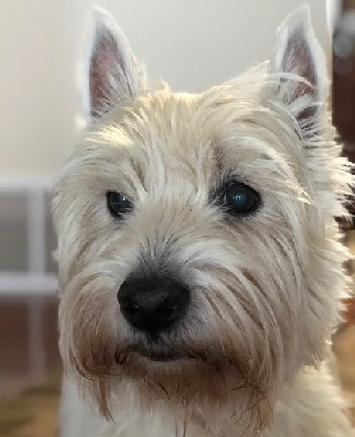 Baxter_head Baxter_head