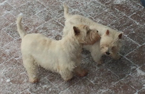 Bonnie---Baxter2 Bonnie---Baxter2