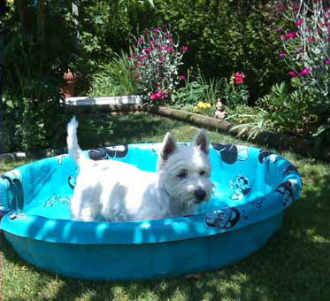 Billie--2- Billie--2-