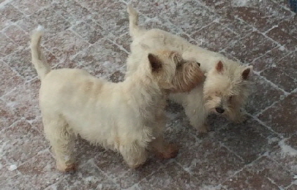 Bonnie---Baxter3 Bonnie---Baxter3