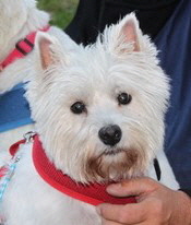 camping-with-Dad-and-Baxter--2- camping-with-Dad-and-Baxter--2-