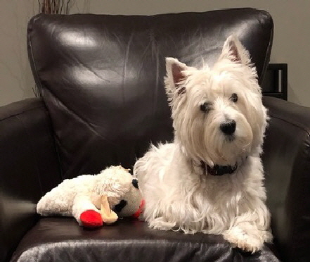 HallieChair HallieChair