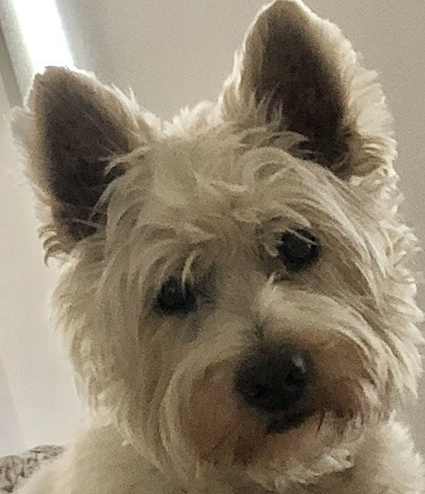 Harley - photo Harley - photo