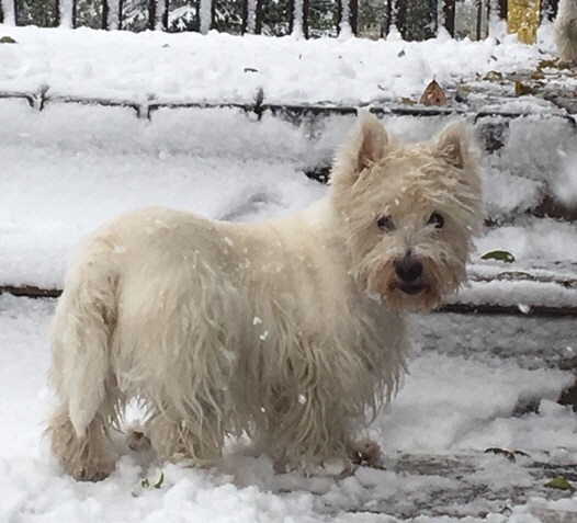 Jamie-2018 Jamie-2018