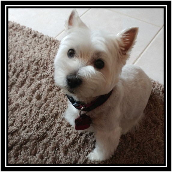 Lexie-Memorial Lexie-Memorial