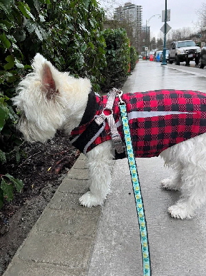 A Tribute to Snowy11