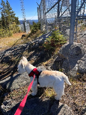 A Tribute to Snowy13