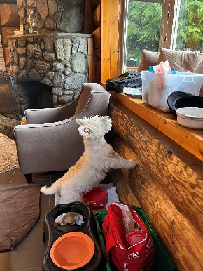 A Tribute to Snowy18