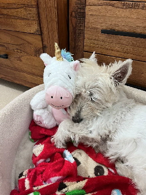 A Tribute to Snowy30