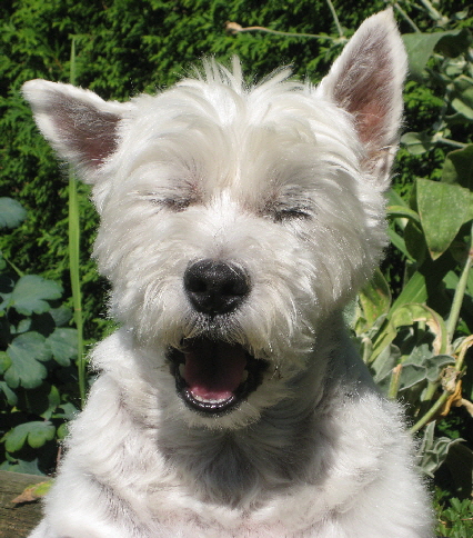 Teddi-s-big-yawn Teddi-s-big-yawn