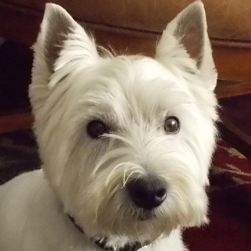 Formal_Wilsonhead Formal_Wilsonhead