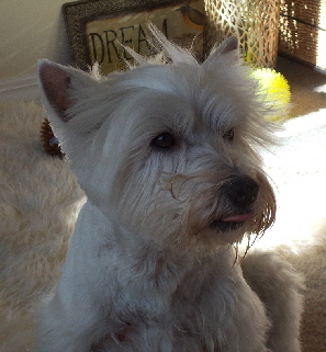 Wild-dog-of-Borneo-lookweb Wild-dog-of-Borneo-lookweb