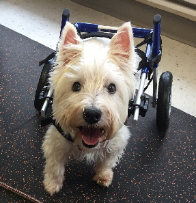 Wilson-Ben-Hurweb Wilson-Ben-Hurweb